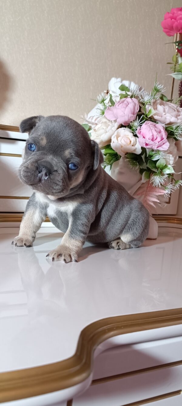 Zoran French Bulldog Zoran French Bulldog