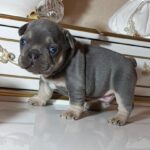 Zoran-male-french-bulldog-puppy-for-sale-1 (3)