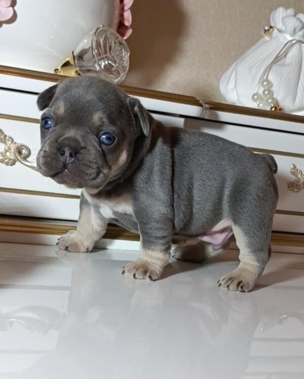 Zoran French Bulldog Zoran French Bulldog