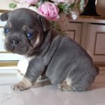 Zoran-male-french-bulldog-puppy-for-sale-1 (4)