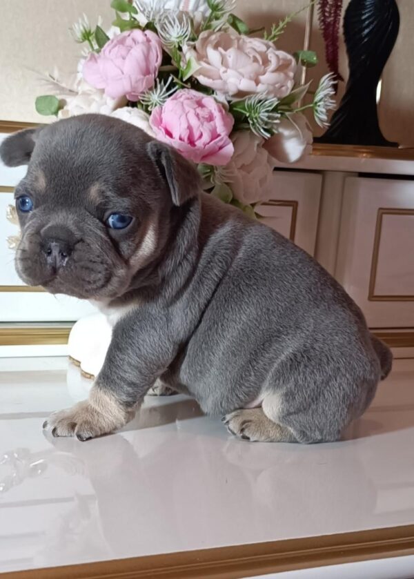 Zoran French Bulldog Zoran French Bulldog