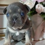 Zoran-male-french-bulldog-puppy-for-sale-1 (5)