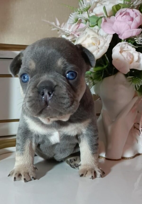 Zoran French Bulldog Zoran French Bulldog