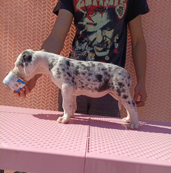 Zorra Great Dane Zorra Great Dane