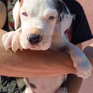 Zorra Great Dane Zorra Great Dane