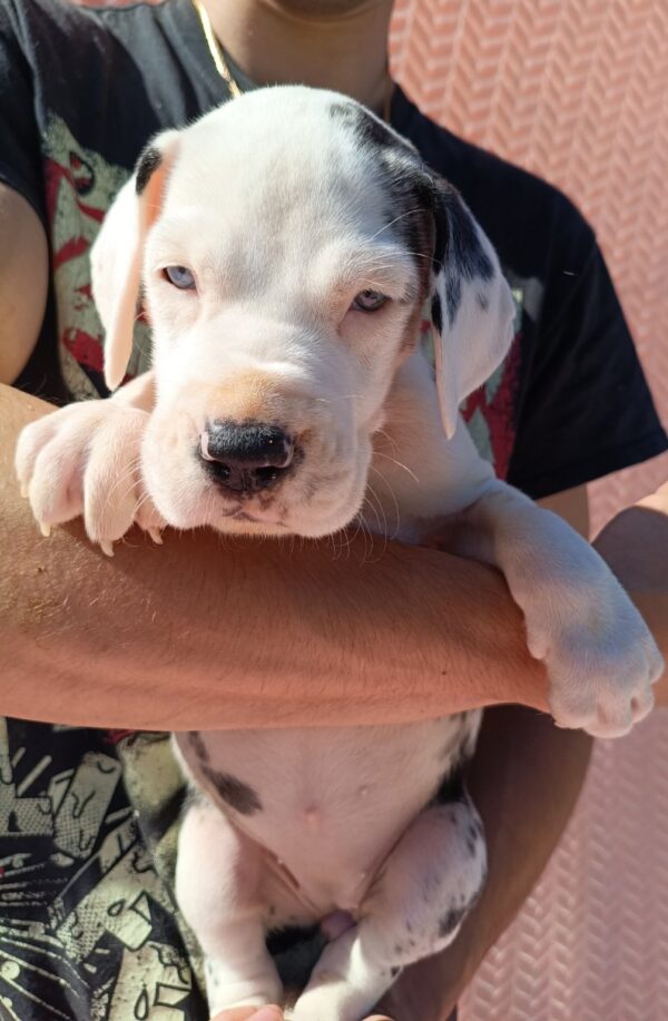 Zorra Great Dane Zorra Great Dane