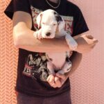 Zorra-female-Great-Dane-puppy-for-sale-3