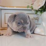 Zorro-male-french-bulldog-puppy-for-sale-1 (1)