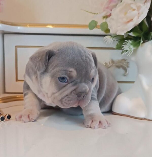 Zorro French Bulldog Zorro French Bulldog