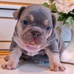 Zorro-male-french-bulldog-puppy-for-sale-1 (2)