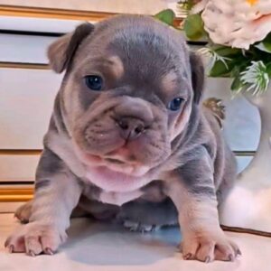 Zorro French Bulldog Zorro French Bulldog