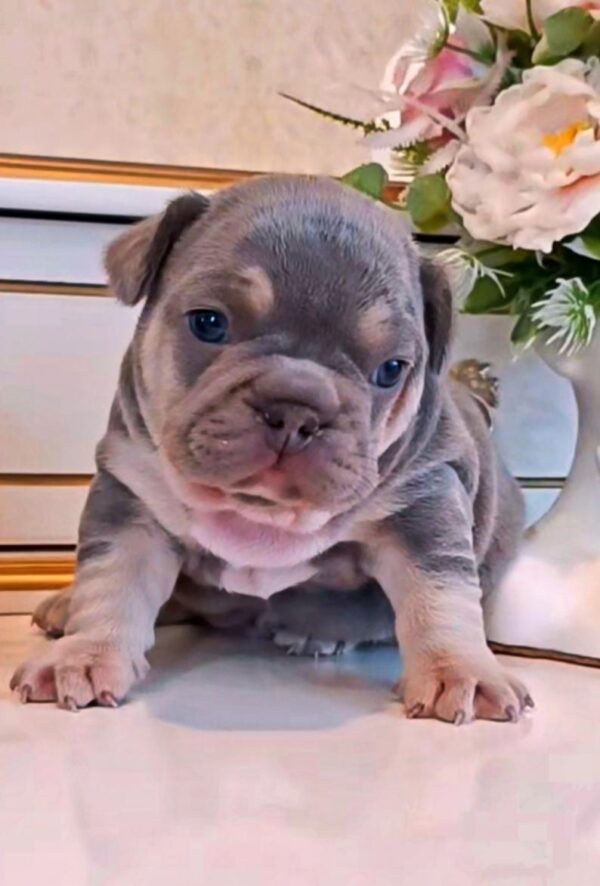 Zorro French Bulldog Zorro French Bulldog