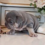 Zorro-male-french-bulldog-puppy-for-sale-1 (3)