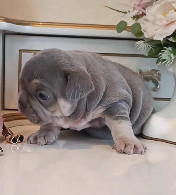 Zorro French Bulldog Zorro French Bulldog