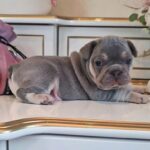Zorro-male-french-bulldog-puppy-for-sale-1 (4)