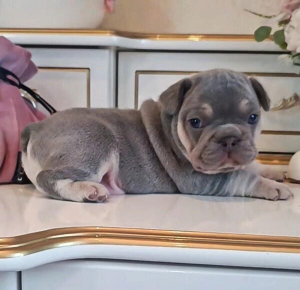 Zorro French Bulldog Zorro French Bulldog