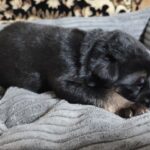 Zuko-male-German-Shephard-puppy-for-sale-1