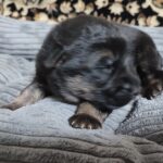 Zuko-male-German-Shephard-puppy-for-sale-2