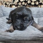 Zuko-male-German-Shephard-puppy-for-sale-3