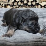 Zuko-male-German-Shephard-puppy-for-sale-4