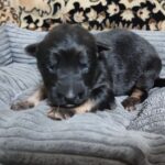 Zyan-male-German-Shephard-puppy-for-sale-1