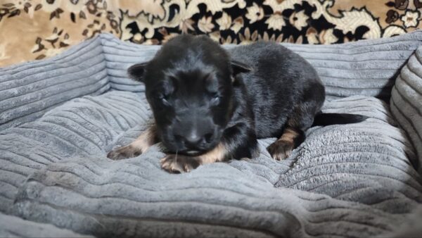 Zyan German Shepherd Zyan German Shepherd