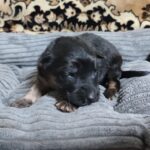 Zyan-male-German-Shephard-puppy-for-sale-2
