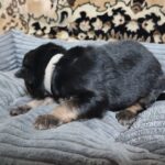 Zyan-male-German-Shephard-puppy-for-sale-3