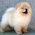 Aelita-female-chow-chow-for-sale-1 (2)