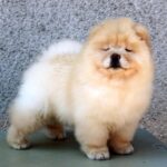 Aelita-female-chow-chow-for-sale-1 (3)