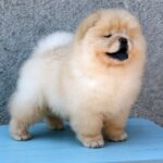 Aelita-female-chow-chow-for-sale-1 (4)