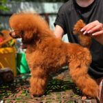 Almira-female-Toy-Poodle-puppy-for-sale-1