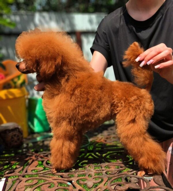 Almira Toy Poodle Almira Toy Poodle