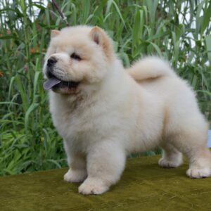 Amanda Chow-Chow Amanda Chow-Chow