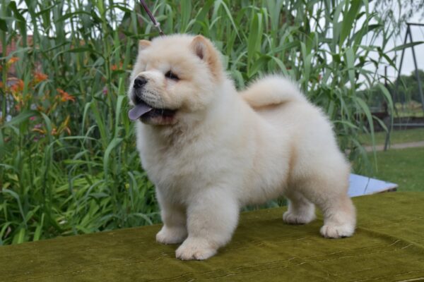 Amanda Chow-Chow Amanda Chow-Chow