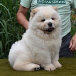 Amanda-female-chow-chow-puppy-for-sale- (2)