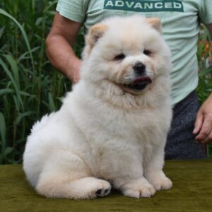 Amanda Chow-Chow Amanda Chow-Chow