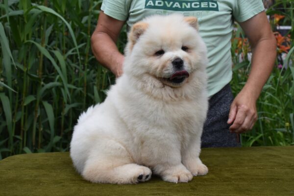 Amanda Chow-Chow Amanda Chow-Chow