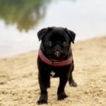 Arsa-female-Pug-puppy-for-sale-1