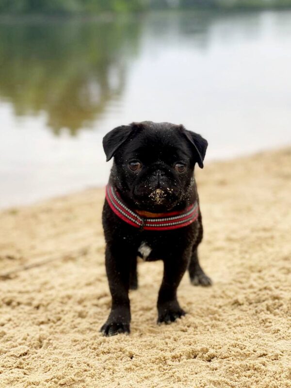Arsa Pug Arsa Pug