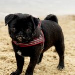 Arsa-female-Pug-puppy-for-sale-2