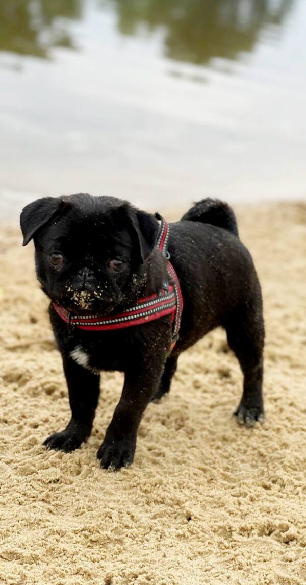 Arsa Pug Arsa Pug