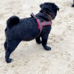 Arsa-female-Pug-puppy-for-sale-3