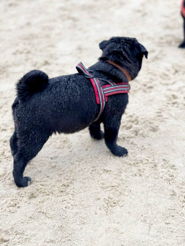 Arsa Pug Arsa Pug