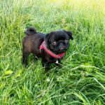 Arsa-female-Pug-puppy-for-sale-4
