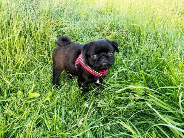 Arsa Pug Arsa Pug