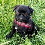 Arsa-female-Pug-puppy-for-sale-5