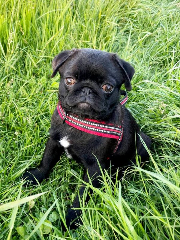 Arsa Pug Arsa Pug
