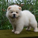 Artie-male-chow-chow-puppy-for-sale- (1)