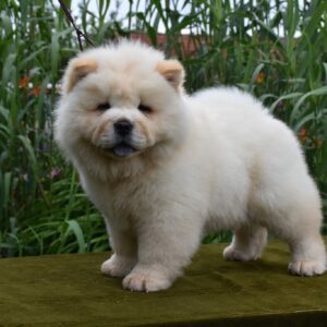 Artie Chow-Chow Artie Chow-Chow